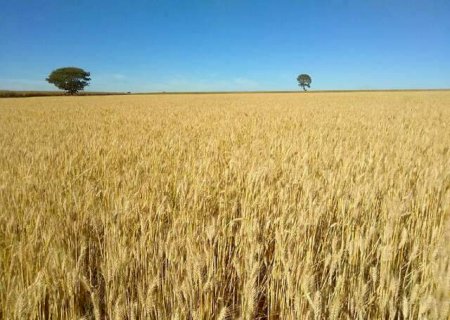 Cultivar de trigo tropical da Embrapa tem rendimento 12% superior em anos secos>
