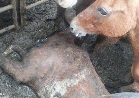 Fiscalização encontra cavalo morto e outro ferido em caminhão sem licença para transportar animais em MS