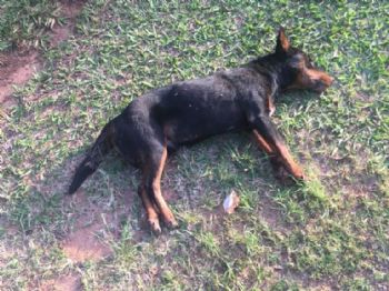 Briga por causa de cachorro teria ocasionado esfaqueamento em Três Irmãs, em Vicentina