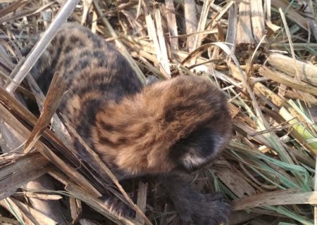 PMA captura filhote de onça-parda em canavial em Vicentina