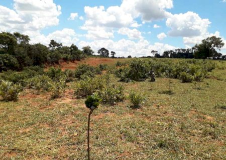 Fazendeiro é multado em R$ 16 mil por desmatar vegetação nativa em Nova Alvorada do Sul