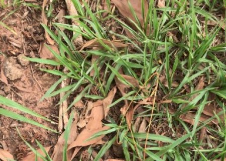 Em Jateí, funcionários da  prefeitura encontram explosivo na Linha do Barreirinho