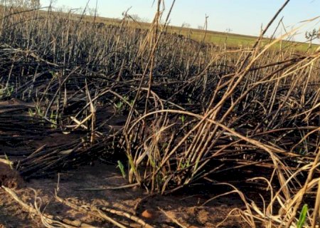 JATEÍ: PMA autua empresa sucroenergética em R$ 660 mil por incêndio em lavoura de cana