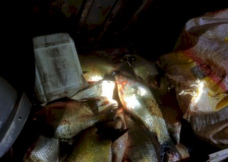 Quatro são presos por furto de peixes em propriedade rural na BR-463