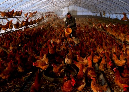 Espanha relata surto de gripe aviária altamente patogênica em granja, diz OIE
