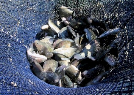 Verruck destaca inserção de Jaraguari no cenário da piscicultura estadual