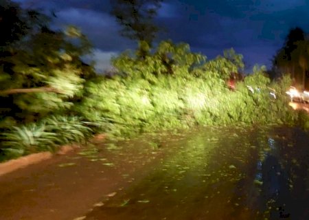 Chuva com vendaval derruba árvore e provoca interdição da rodovia que liga Fátima do Sul a Dourados