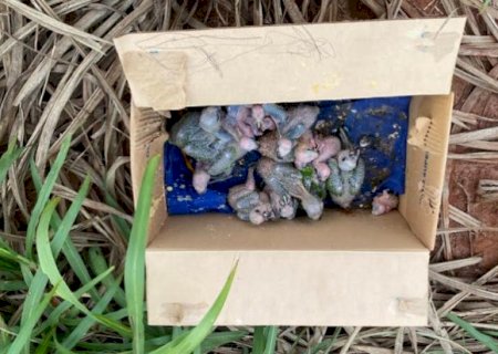PMA apreende 21 aves e autua traficantes de animais silvestres em R$ 160 mil em Jateí