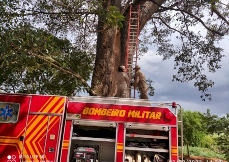 Corpo de Bombeiros de Ivinhema retira galho que podia cair e atingir pessoas, carros ou animais