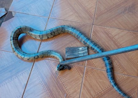 VÍDEO: Bombeiros de Fátima do Sul capturam cobra jararacuçu do brejo no Bairro O Pioneiro