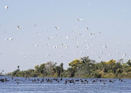 Lei do Pantanal: proposta entregue prevê ampliar proteção e reduzir desmatamento>