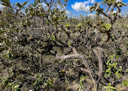 Governo lança 4ª fase do plano de ação contra desmatamento do Cerrado>