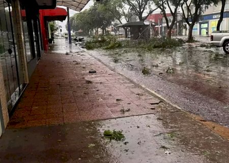 Temporal derruba &aacute;rvores, destelha casas e causa queda de energia em Mundo Novo