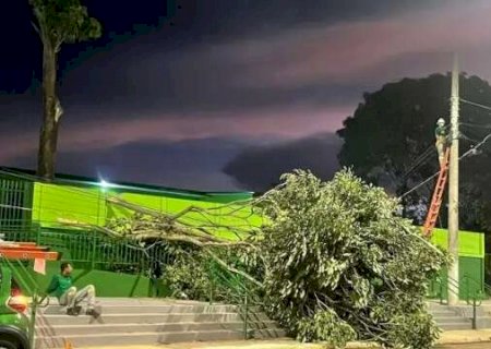 Ventania de 69 km/h derruba &aacute;rvore e causa estragos em Coxim