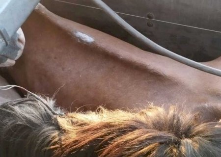 Homem é preso em MS com 27 equinos que virariam \'mortadela e linguiça\' no Paraguai