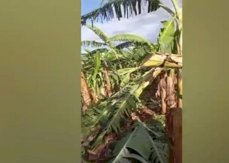 Ventania destrói bananal de pequenos produtores em Itaquiraí