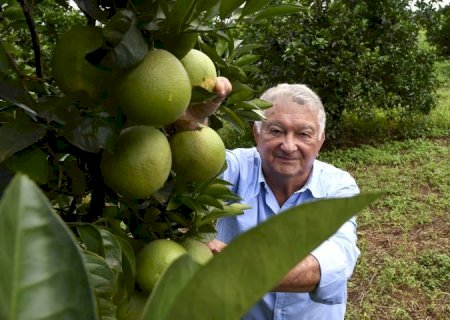Produtores de laranja encontram em Mato Grosso do Sul ambiente propício e seguro para investir>