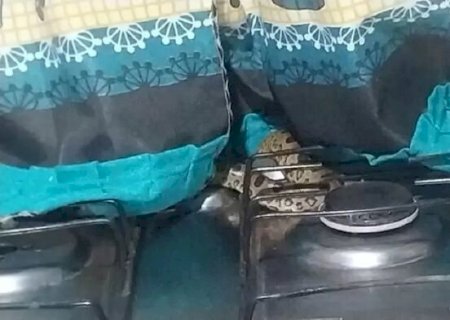 Moradora encontra sucuri em cima do fogão em Paraíso das Águas