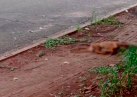 Adolescente de 16 anos mata cachorro a chutes após animal fugir de casa em Aquidauana>