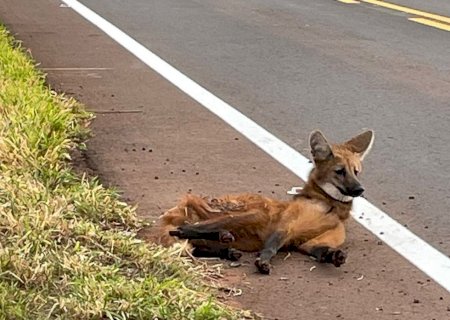 PMA resgata lobo-guará atropelado em Sidrolândia