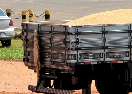 PMA multa homem por maus-tratos a jacaré em Anaurilândia>