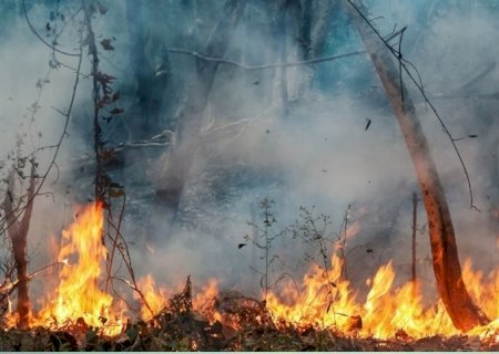 Queimadas atingem recorde em 2024, aponta levantamento