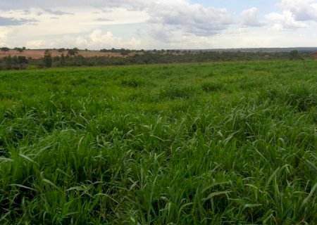 MS tem 4,7 milhões de hectares de pastagens degradadas que podem ser recuperadas, ampliando a produção>