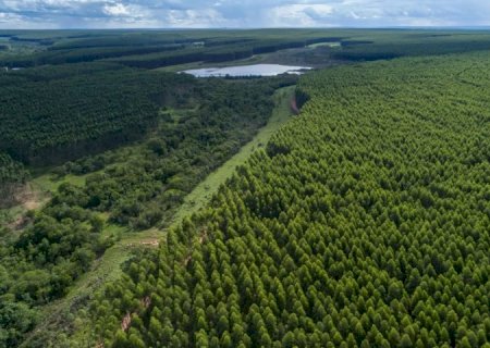 Prestes a se tornar novo polo da celulose em MS, Inocência recebe estudo para nortear crescimento>