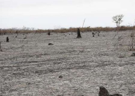 Pantanal queimou mais vegetação nativa do que área de pastagem