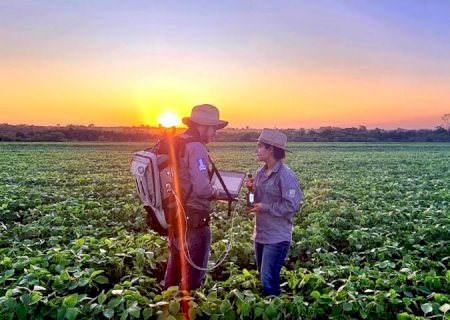 Sustentabilidade: florestas plantadas em MS contribuem para a meta de carbono neutro>