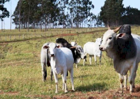 Pecuaristas de MS têm até 30 de novembro para atualizar cadastro de rebanhos na Iagro