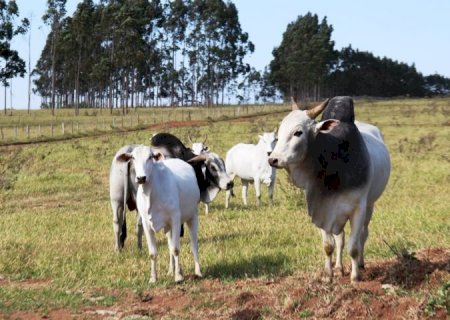 Atenção: pecuaristas devem atualizar cadastro de rebanhos na Iagro até o dia 30 de novembro