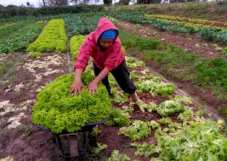 Conhecido com Estado do Agro, MS têm apenas 11% da população vivendo em região rural