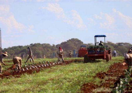 Governo de MS concede benefício fiscal para incentivar a expansão da citricultura no Estado