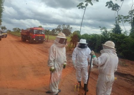 Homem foge da PRF em Ivinhema e morre após ser atacado por abelhas em mata de Nova Andradina