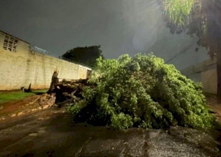 Árvore de grande porte cai e interdita rua na Vila Ipiranga