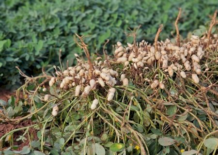 Diversificação agrícola faz o cultivo do amendoim crescer e consolida MS como 2º maior produtor no país