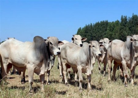 Mercado do boi gordo está com poucos negócios