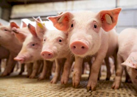 Suinocultura de MS dispara com uso da tecnologia e 'cola' no l&iacute;der de produ&ccedil;&atilde;o