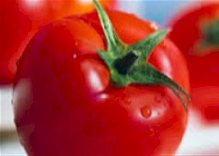 Como o boro aumenta a produção de tomates