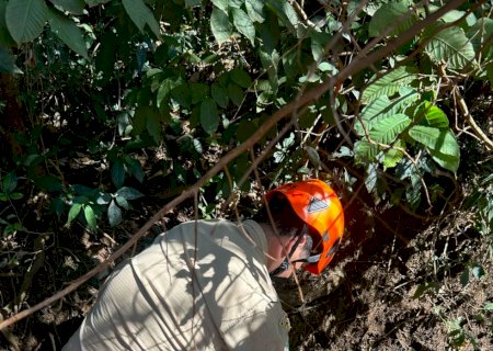 VÍDEO: Corpo de bombeiros captura jacaré de passeava por Culturama