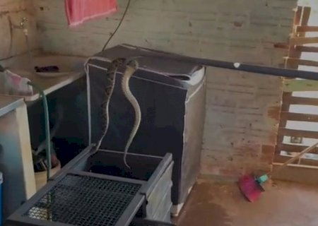 Jararaca é capturada em área externa de residência em Eldorado