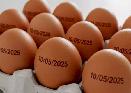 País tem recorde na produção de ovos, abate de bovinos, frango e porco