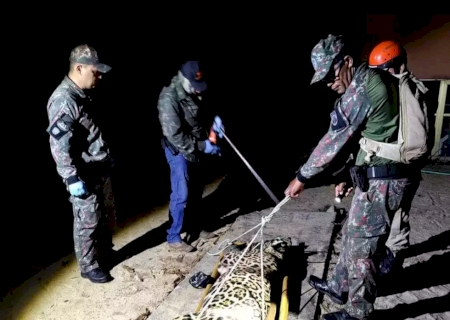 Onça-pintada que atacou e matou caseiro no Pantanal é capturada