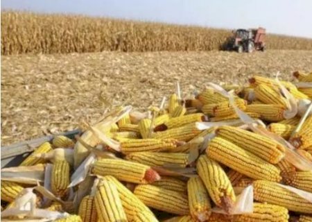 Com impacto no bolso do produtor, crise climática agora é risco à safra do milho