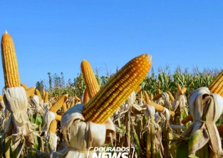 Governo de MS lança edital para aprimoramento da produção de soja e milho