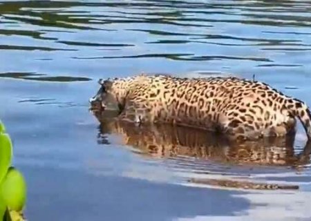 Corpo de on&ccedil;a-pintada &eacute; encontrado boiando no Rio Paraguai