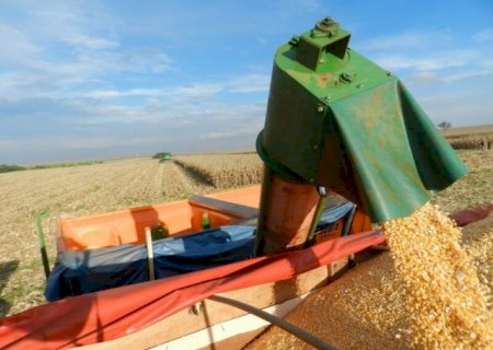 MS reduz área de milho, mas prevê aumento de 20,6% na produção
