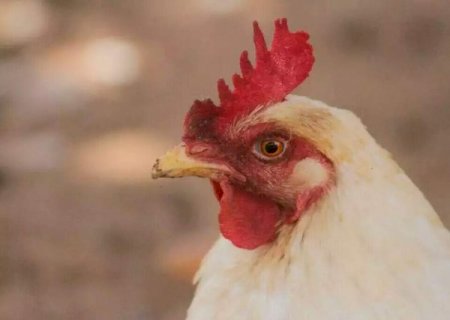 Emerg&ecirc;ncia por gripe avi&aacute;ria &eacute; estendida at&eacute; outubro em todo o pa&iacute;s