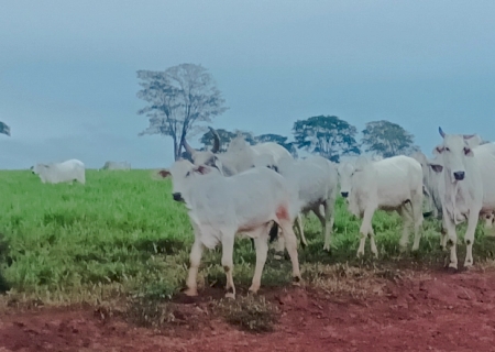 Atenção produtores: declaração semestral dos rebanhos começa na quinta-feira e segue até 2 de junho